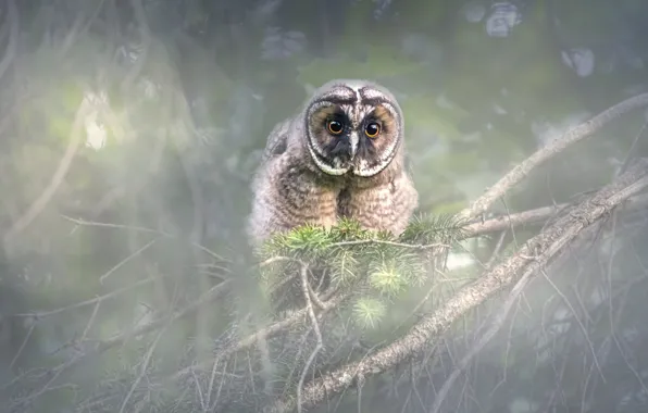 Forest, look, branches, tree, owl, bird, needles, bokeh