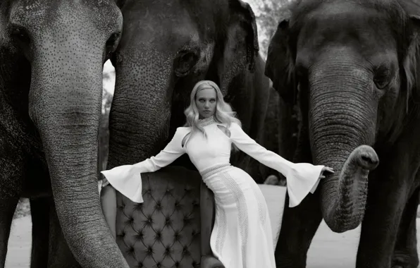 Wallpaper style, blonde, model, elephant