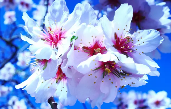 Macro, flowers, spring, Sakura, white, flowering, blue background