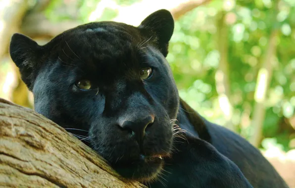 Picture look, tree, predator, Panther, lies, Jaguar, watching, Panthera onca