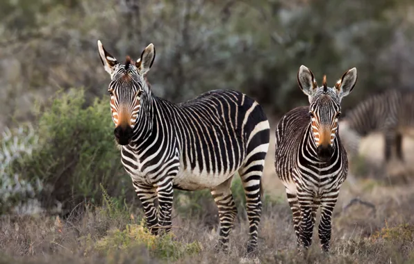 Nature, Africa, Zebra
