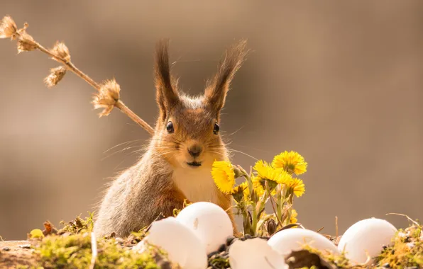 Flowers, animal, eggs, branch, spring, protein, rodent, mother and stepmother