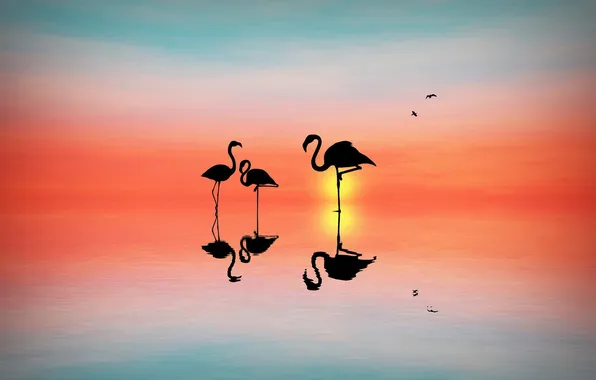 Picture sunset, birds, background