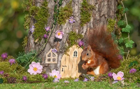 Summer, look, flowers, pose, tree, glade, moss, the door