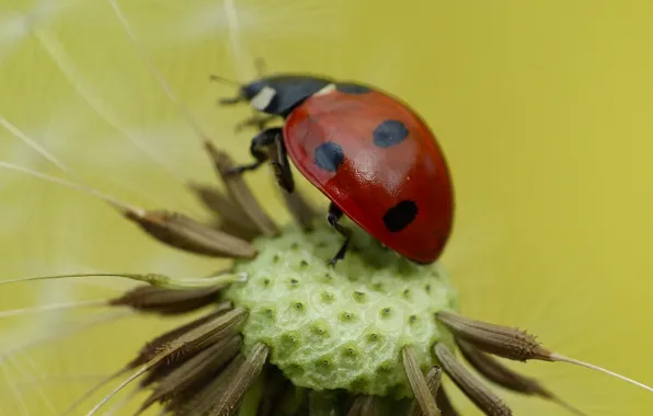Picture flower, dandelion, ladybug, insect, blade of grass