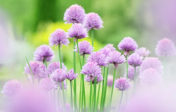 Flowers, pink, flower, Chives