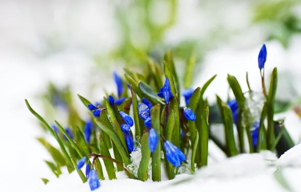 Snow, flowers, nature, spring