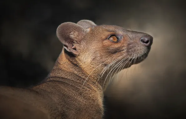 Picture face, background, portrait, profile, Fossa