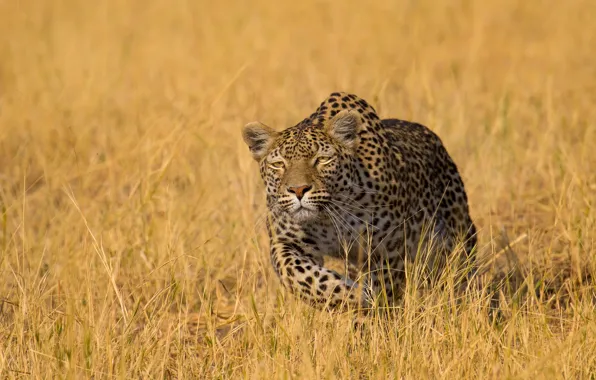 Grass, leopard, wild cat