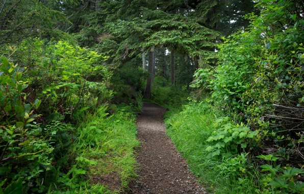 Greens, forest, trees, foliage, track, path