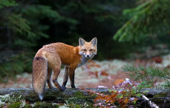 Forest, look, Fox, Fox