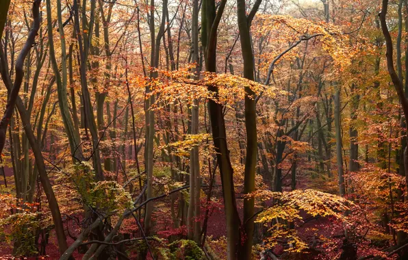 Autumn, forest, yellow leaves, crimson