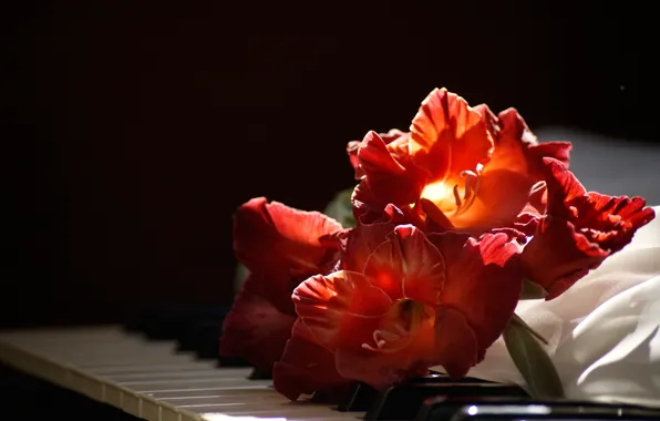 Close-up, keys, red, black background, piano, bokeh, gladiolus
