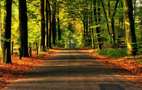 Road, forest, asphalt, trees, nature