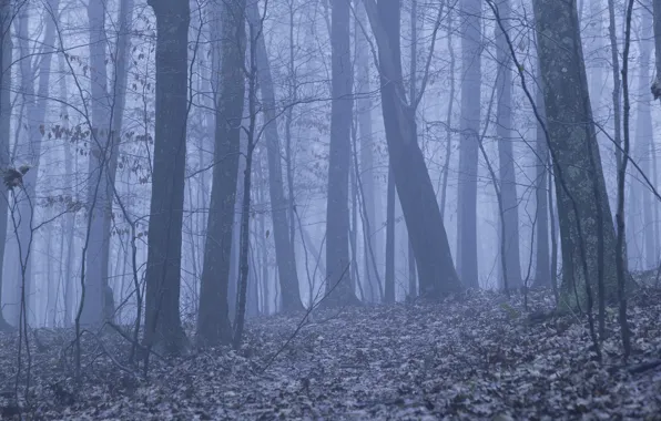 Picture winter, forest, trees, nature, fog