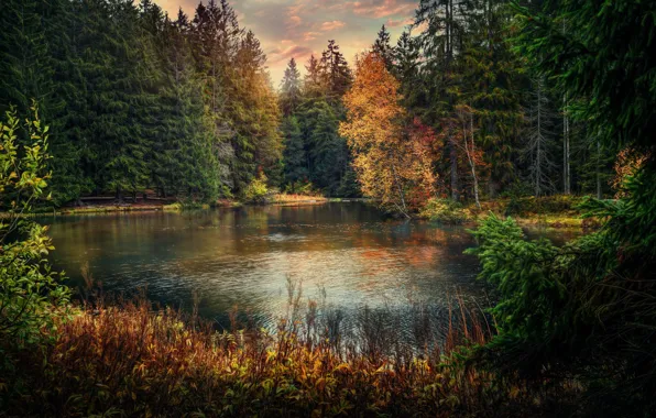 Autumn, forest, lake, pond, Switzerland, Switzerland, Jura, Jura