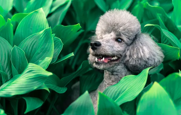 Greens, summer, look, leaves, nature, grey, portrait, dog