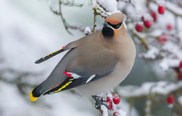Picture winter, look, snow, branches, berries, grey, bird, fruit