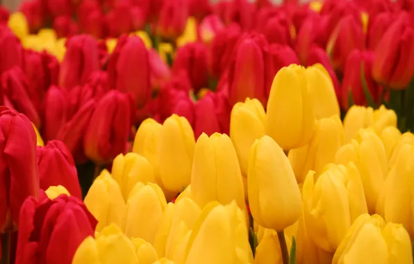 Flowers, spring, yellow, garden, tulips, red, buds, flowerbed