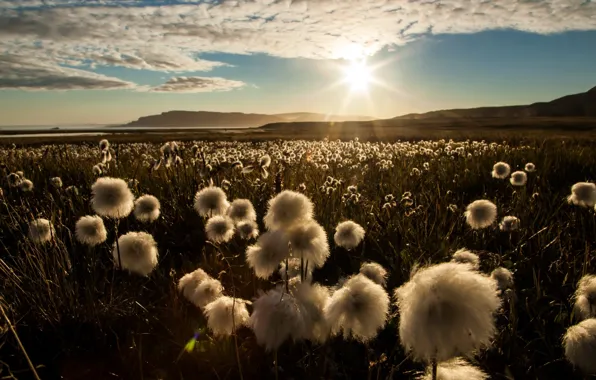 Picture field, flowers, morning