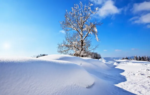 Winter, the sky, snow, tree, the snow