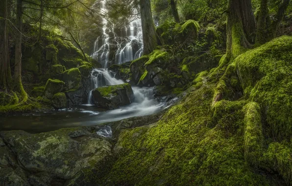 Forest, nature, river, stream