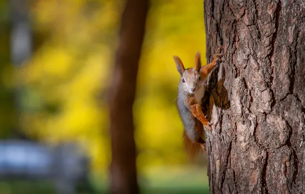 Autumn, look, tree, protein, trunk, red, bark, bokeh