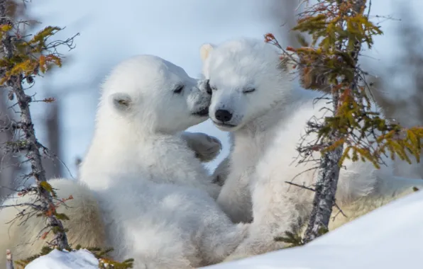 Kiss, a couple, cubs, Polar bears, Polar bears, medvezhata