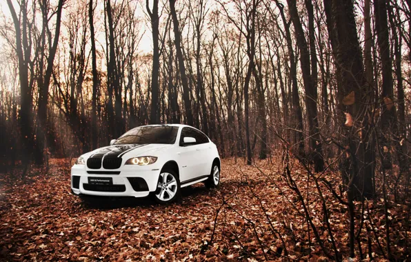 Picture forest, leaves, Autumn, White, BMW, BMW, SUV, white