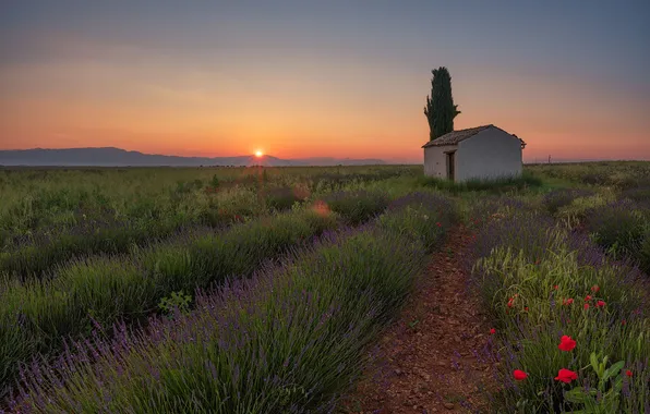 Summer, the sun, sunset, flowers, tree, dawn, Maki, house