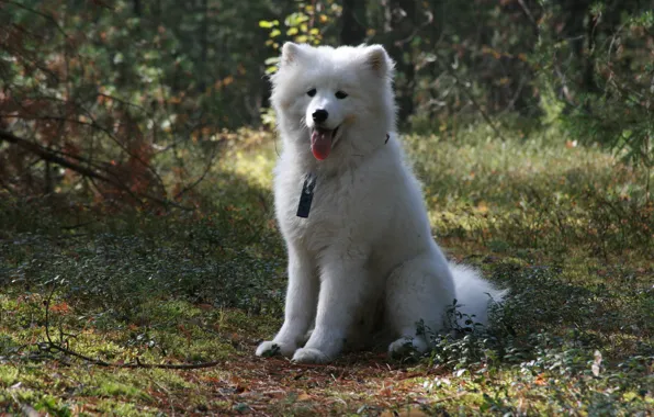 Picture forest, dogs, background, each, Wallpaper, dog, walk, Samoyed