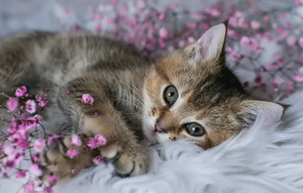 Cat, look, flowers, kitty, grey, lies, fur, face