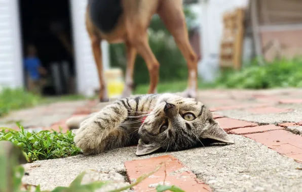 Cat, look, pose, kitty, dog, yard, lies, bokeh