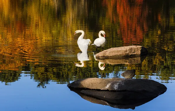 Birds, reflection, stones, swans, pond, two swans