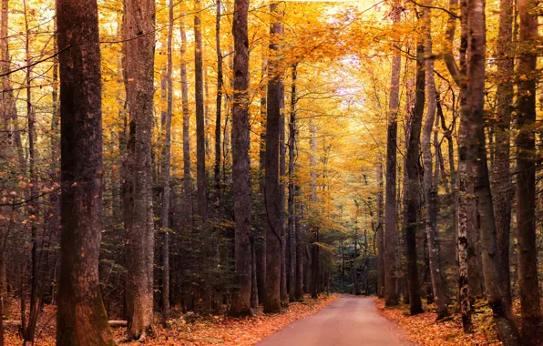 Picture road, autumn, forest, trees, branches, Park, foliage, track