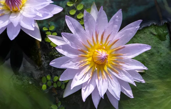 Lily, water, Nymphaeum
