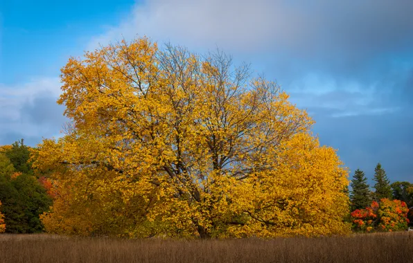 Field, autumn, the sky, grass, trees