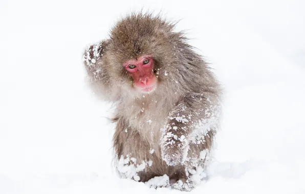 Pose, monkey, snow