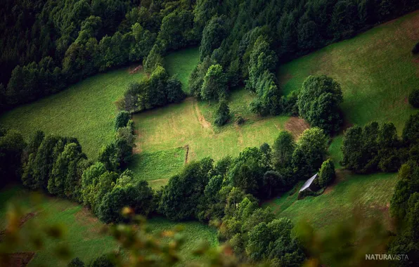 Summer, trees, nature, slope