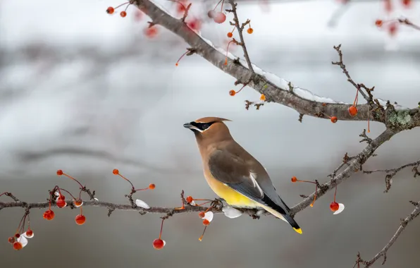 Picture winter, snow, branches, red, berries, background, bird, fruit
