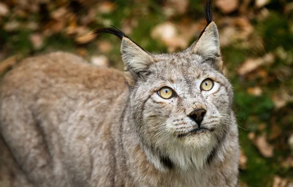Picture head, lynx, fur gray