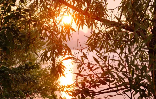 Picture leaves, the sun, branches, lake, tree, dawn, morning, dawn