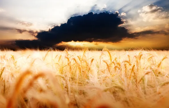 Wheat, field, clouds, photo, landscapes, cloud, ears