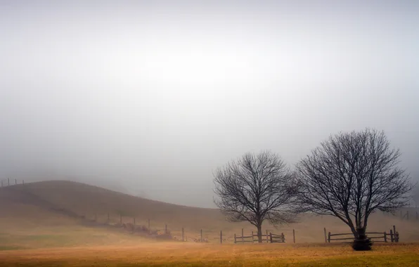 Picture field, landscape, fog, the fence