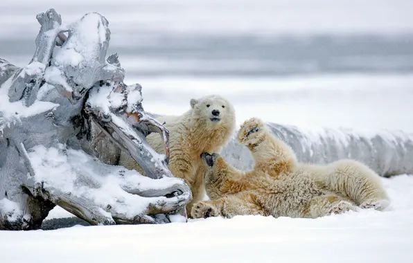 Winter, snow, bears, Alaska, snag, bears, polar bears