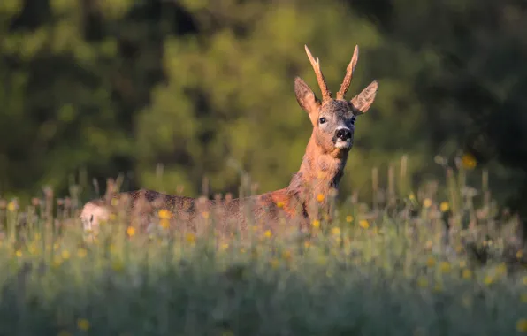 Picture grass, field, looking, deer, wildlife