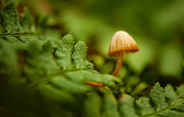 Macro, mushrooms, fern