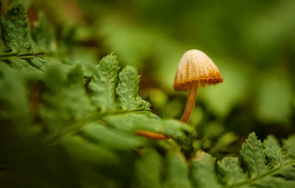 Picture macro, mushroom, fern