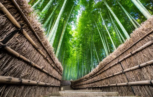 Picture Nature, Road, The fence, Japan, Forest, Trail, Bamboo, Landscape