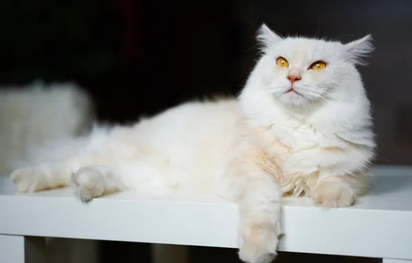 Cat, white, cat, look, bench, pose, the dark background, fluffy